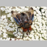 Phasia hemiptera - Raupenfliege m06.jpg